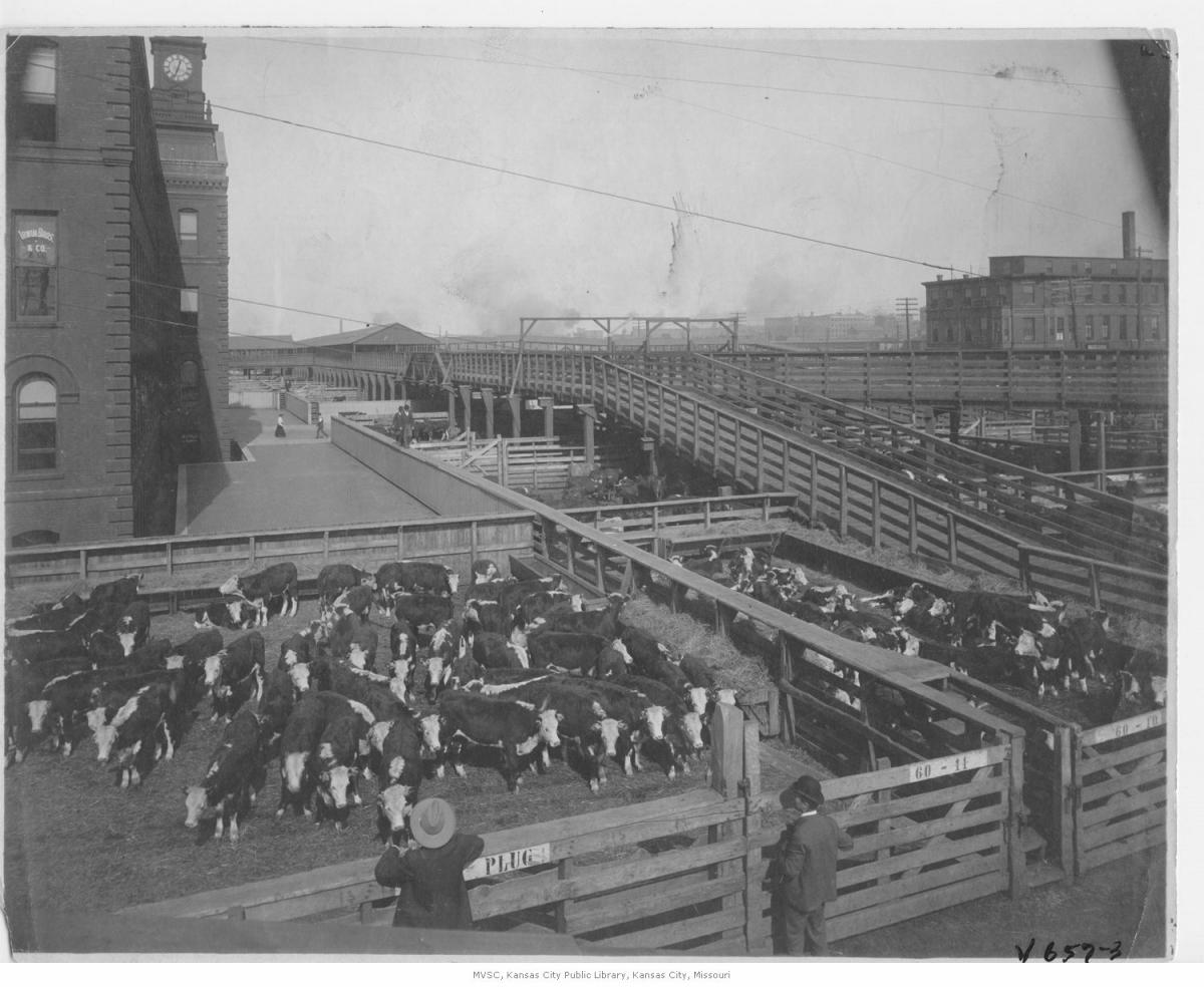 men looking into livestock pens filled with cattle.