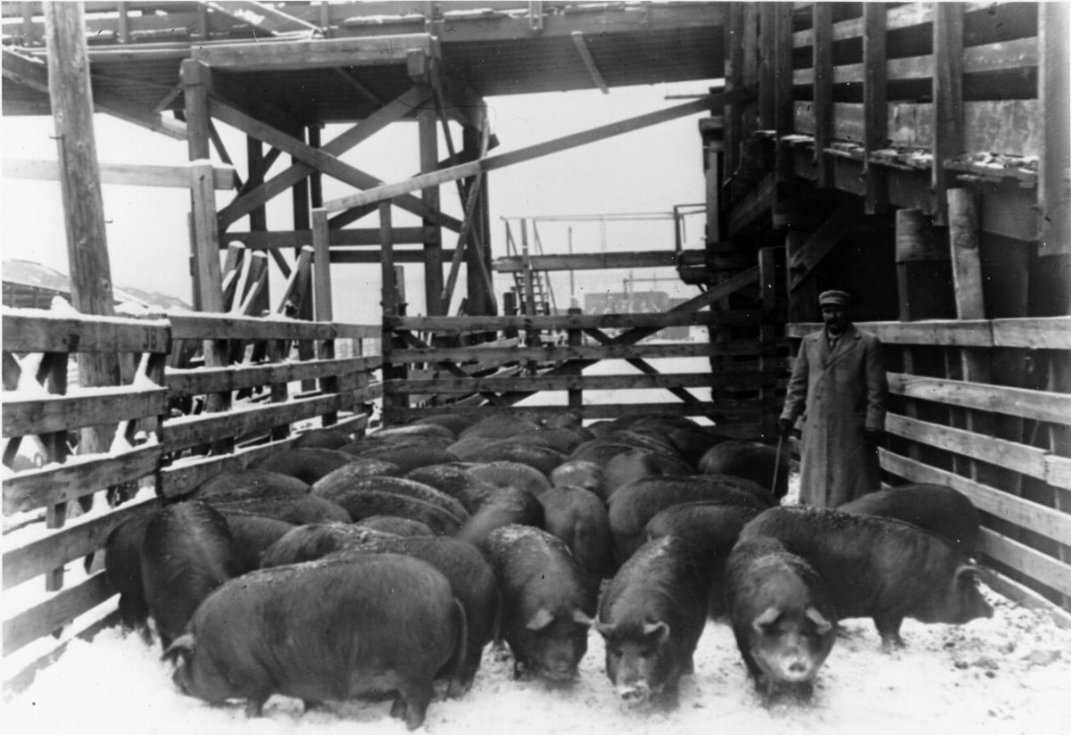 Stockyards worker with hogs