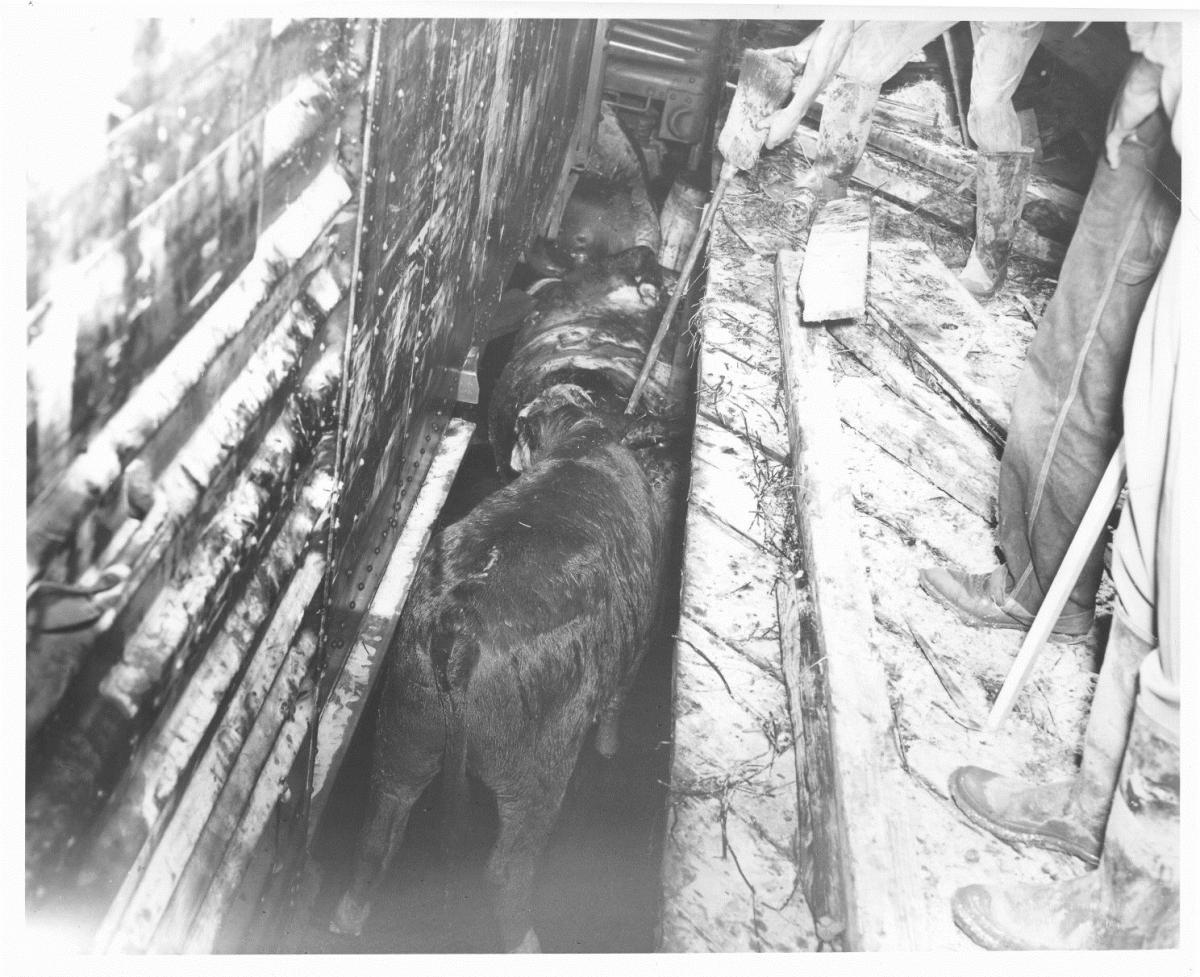 Stockyards workers prodding cattle with broom handles.