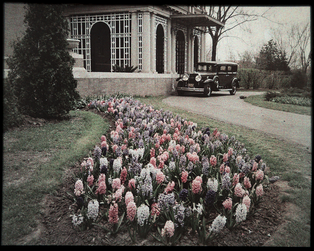 Hyacinths and Driveway of M.B. Nelson